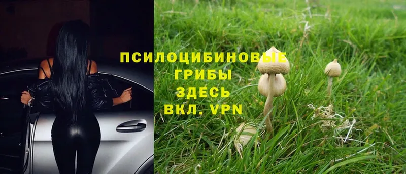 закладки  Морозовск  Псилоцибиновые грибы Magic Shrooms 